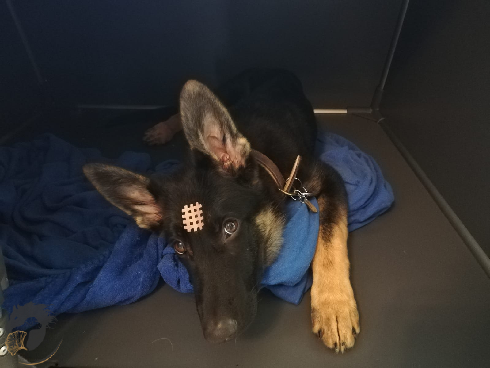 Taping bei einem Schäferhund Taping bei einem Schäferhund