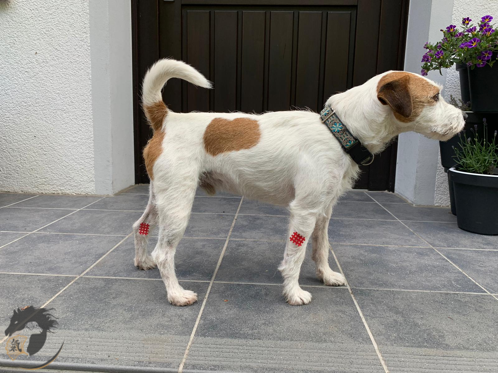 Taping bei einem Hund – Parson Jack Russell Terrier Taping bei einem Hund - Parson Jack Russell Terrier