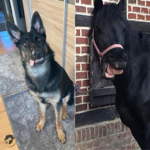 Morgenmuffel oder Stehaufmännchen Friese und Deutscher Schäferhund