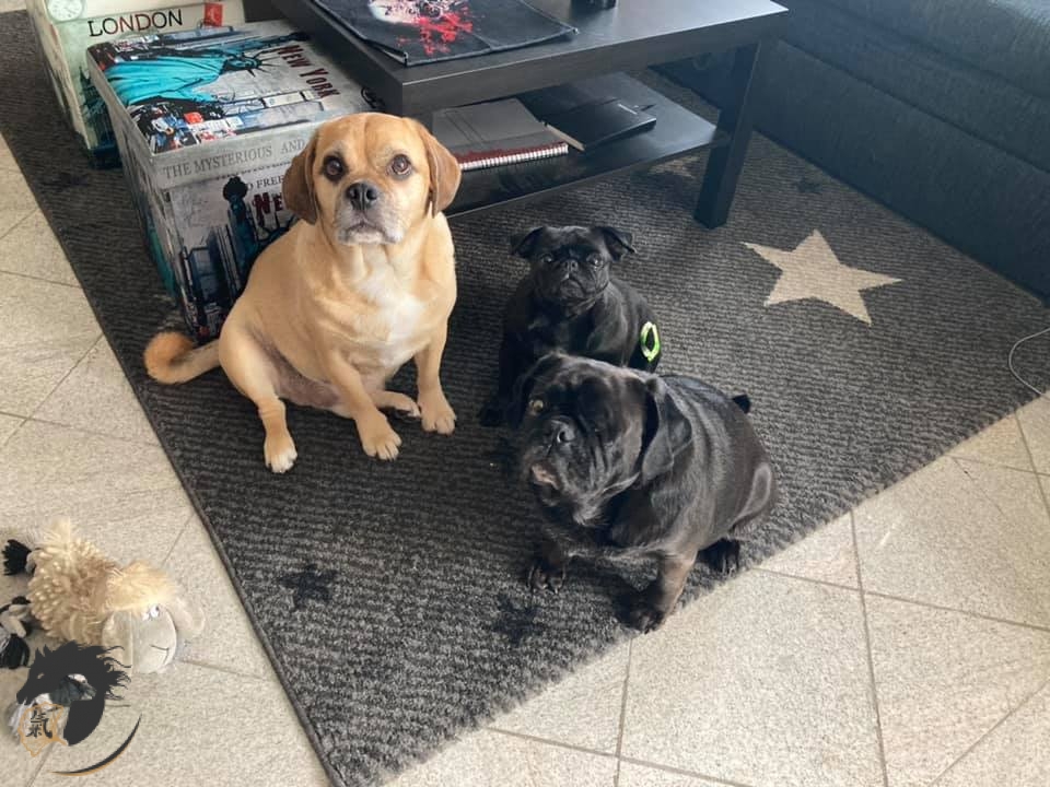Juckreiz an den Pfoten und Probleme mit Kniescheiben – Mops-Cockerspaniel und Pagel in Iserlohn Juckreiz an den Pfoten und Probleme mit Kniescheiben - Mops-Cockerspaniel und Pagel in Iserlohn