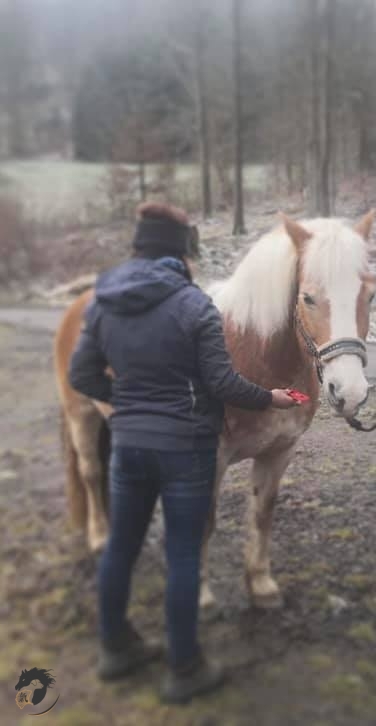 Haflinger Stute – Steif in der Hinterhand, Lustlosigkeit mit Vordiagnosen Haflinger Stute - Steif in der Hinterhand, Lustlosigkeit mit Vordiagnosen