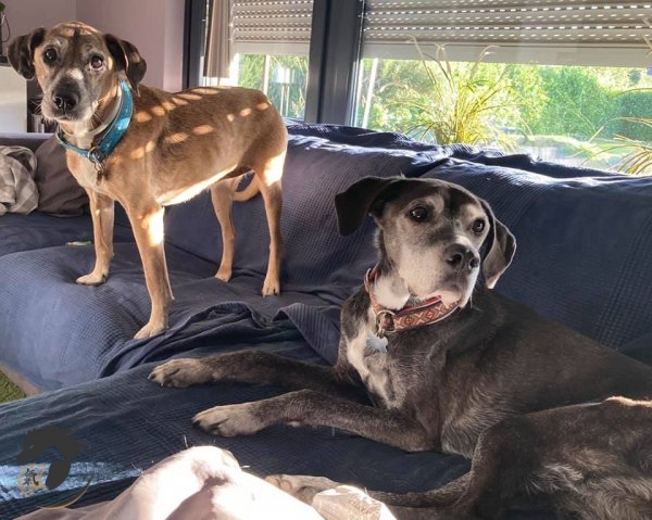 Lungenemphysem im Alter Boxermischling EickhoffTCM