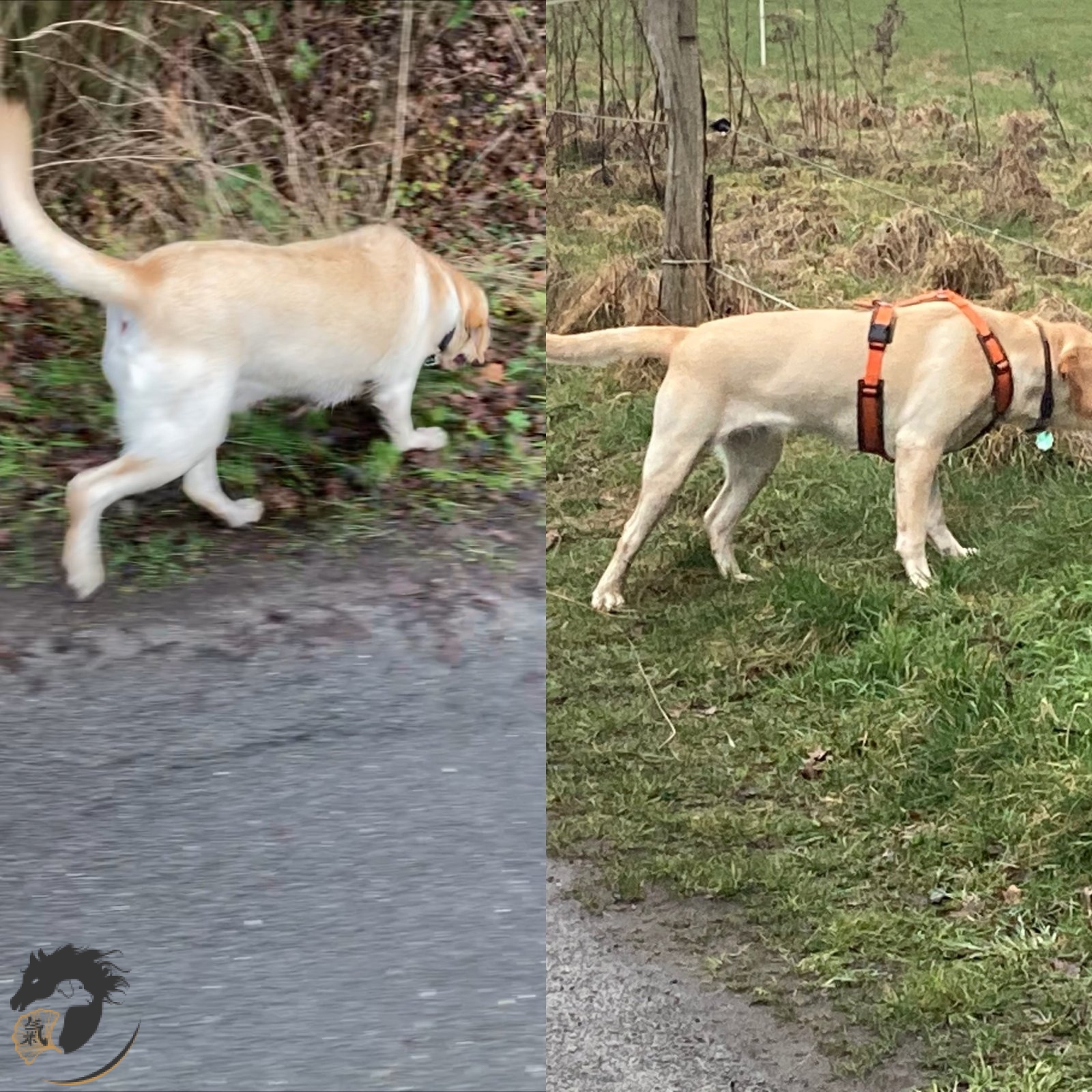 Kira, Labrador-Retriever