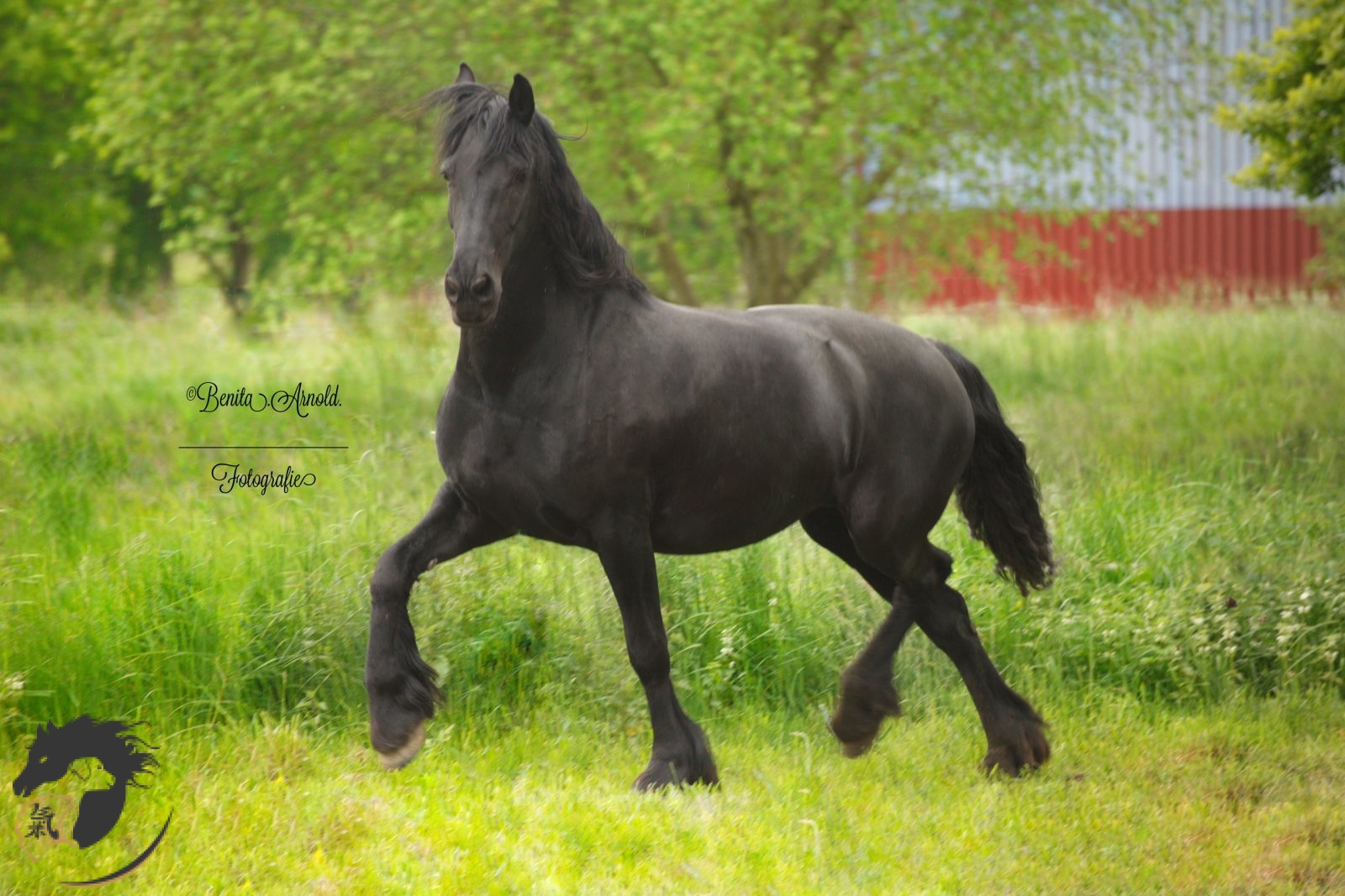 Friesenpferd / Friese Friesenpferd / Friese