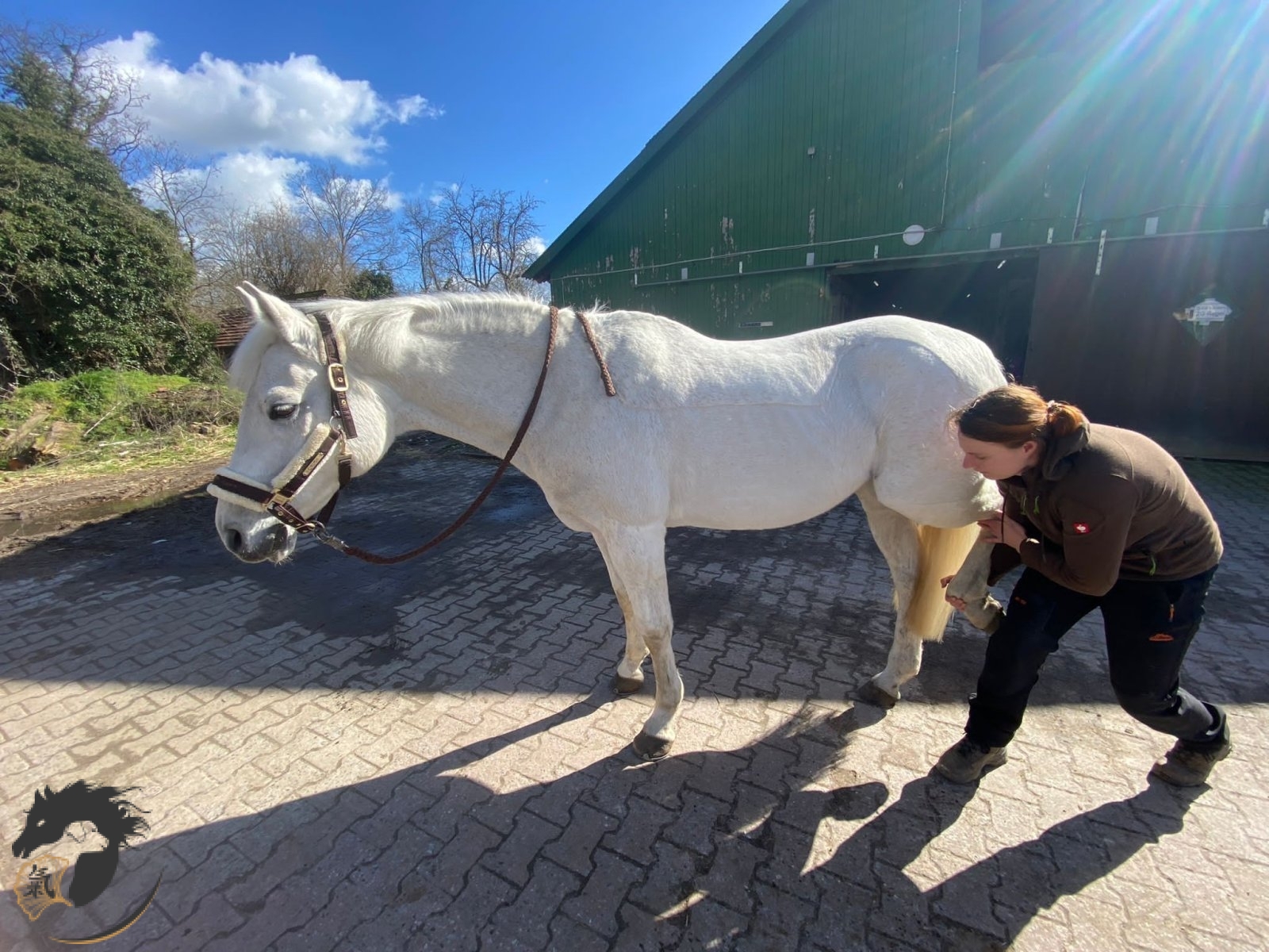 Pferdeosteopathie Deutsches Reitpony Pferdeosteopathie Deutsches Reitpony